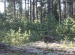 Rågången Östnor - Bonäs- Våmhus, 5,5 eller 8 km