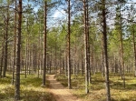 Hundspåret Bonäs 8,4 km