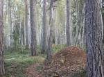 Törnkviststigen 4,5 eller 6 km