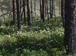 Fåsåsrundan 30 eller 43 km