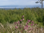 Sågdammen - Rostbergsrundan 20 eller 24 km. Karta Sverigeserien Topo50, blad 82 Mora.