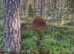 Siljansfors, Abbortjänsstigen - Harkenberg