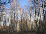 Björnrundan 4,2 km