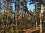 Björnrundan 4,2 km