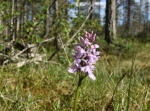 Naturreservatet Filiberg