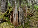 Naturreservatet Filiberg