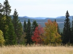 Finnberget med sin ödekyrkogård