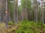 Grönsbergsrundan, 10,8 alternativt 13,1 km