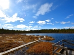 Gåstjärn på Solleröskogen