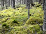 Hökbergs utsiktsrunda 3,5 km