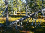 Pilkalampinoppi och Stora Korpimäki med berget Korpmägg i Ljusdals kommun, 400 m