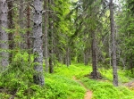 Kättbo, vandring/löpning 2,3 eller 5 km