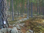 Lintjärn runt 9,8 km