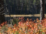 Mora-Nisses runda, Hökberg 10,5 km