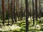 Nybron-Kansbol-Björka, del av Siljansleden.