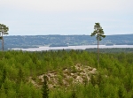 Rädbjörka