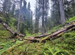 Rödbergets brandtorn och naturreservat i Älvdalen