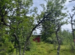 Rödbergets brandtorn och naturreservat i Älvdalen