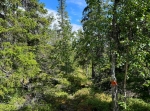 Rödbergets brandtorn och naturreservat i Älvdalen