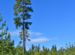 Sågdammsrundan 7,5 km