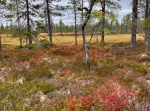 Vandring från punkt 692 m.ö.h på väg 1029 /Älvdalen (Ulvsjö/Lillhärdal) till Skuråsen.