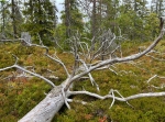 Vandring från punkt 692 m.ö.h på väg 1029 /Älvdalen (Ulvsjö/Lillhärdal) till Skuråsen.