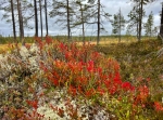 Vandring från punkt 692 m.ö.h på väg 1029 /Älvdalen (Ulvsjö/Lillhärdal) till Skuråsen.