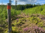 Selsåsrundan från Våmhusfäbodarna Stor-Vasselnäs