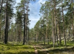 Vasaloppsleden tur och retur, MTB Venjan