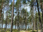 Vasaloppsleden tur och retur, MTB Venjan