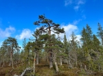 Oradtjärnrundan