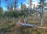 Oradtjärnrundan