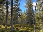 Oradtjärnrundan