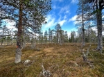 Oradtjärnrundan