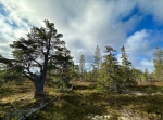 Oradtjärnrundan