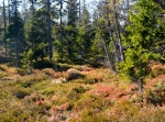 Pilkalampinoppi och Stora Korpimäki med berget Korpmägg i Ljusdals kommun, 400 m