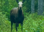Rädbjörka