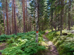 Åsengården till Svarttjärn, vandringsled