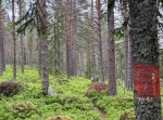 Åsklikten i Venjan