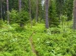 Öjsberget I Malung/Sälens kommun